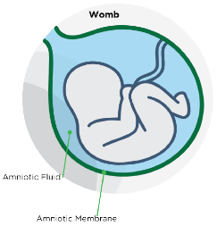 Diagram of amniotic membrane, amnion, and extracellular matrix (ECM) sources
